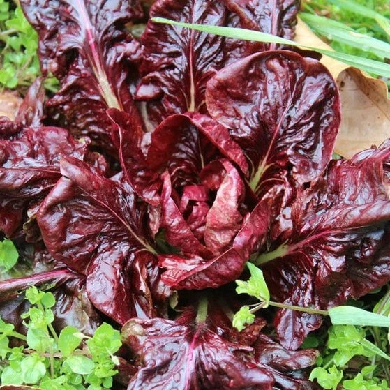 Red Chicory Lettuce 70+ Seeds