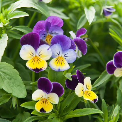 Pensy Viola Johny Jump 50+ Seeds