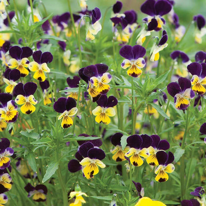 Pensy Viola Johny Jump 50+ Seeds