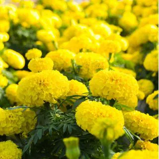 F2 African Marigold Lemon Yellow 20+ Seeds