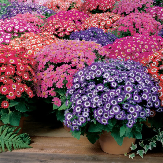 Cineraria Hybrida Mix 100+ Seeds