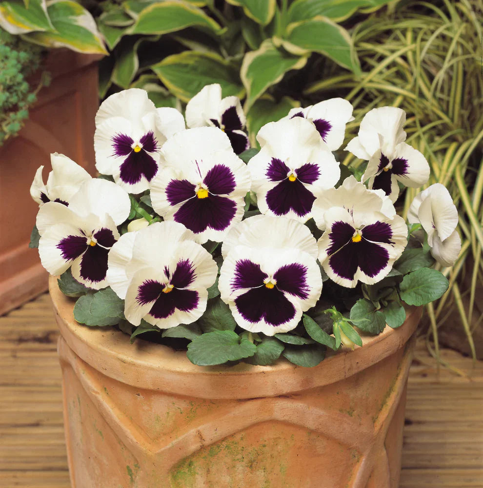 F1 Pensy White Blotch 50+ Seeds