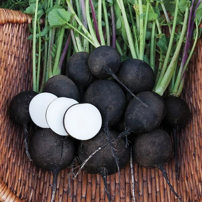 Black Radish 30+ Seeds