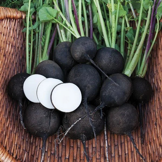 Black Radish 30+ Seeds