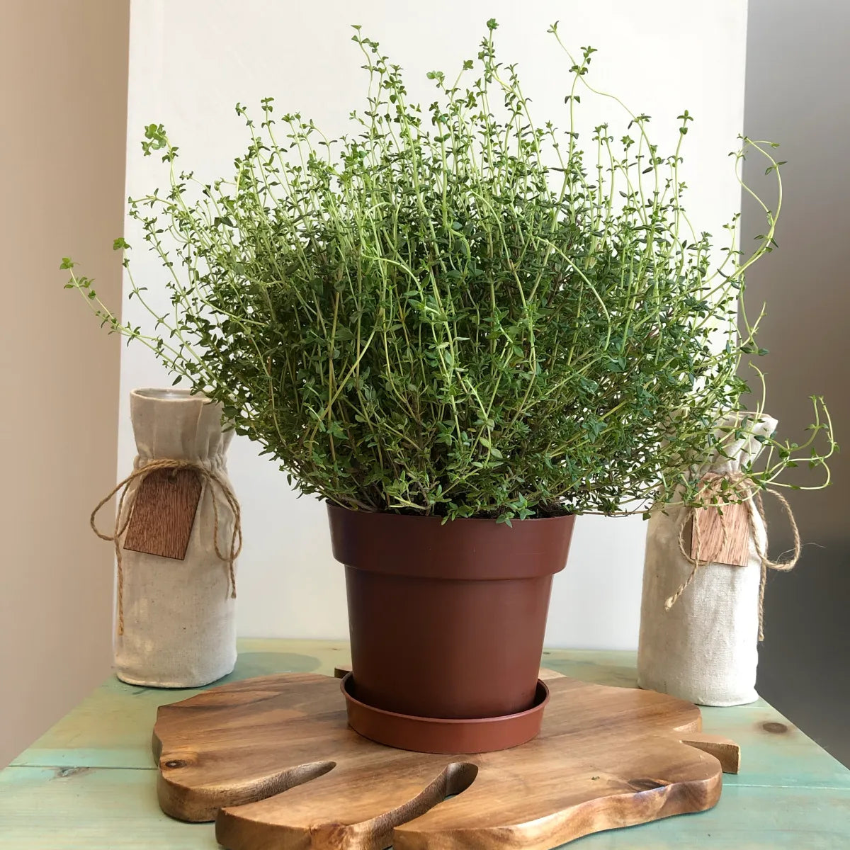 Winter Thyme 50+ Seeds