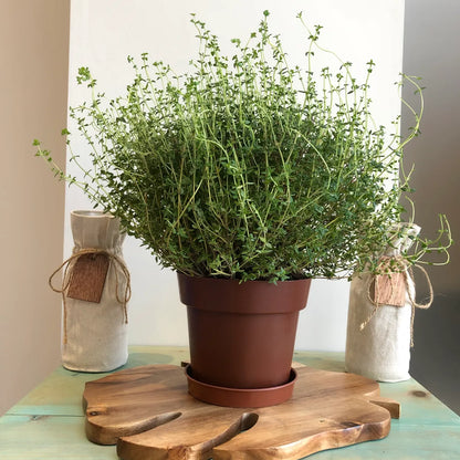 Winter Thyme 50+ Seeds
