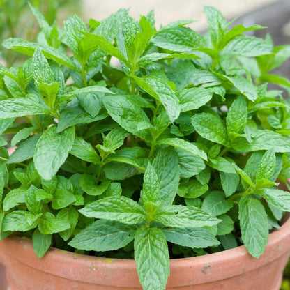 Imported Mint 100+ Seeds