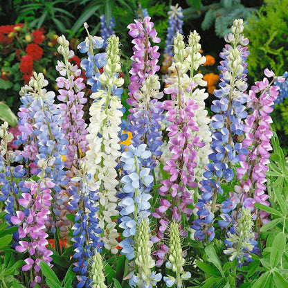 Lupin Mix 15 Seeds