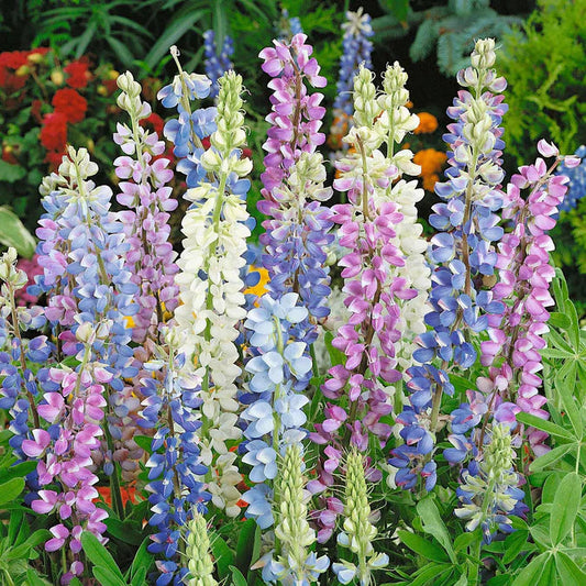 Lupin Mix 15 Seeds