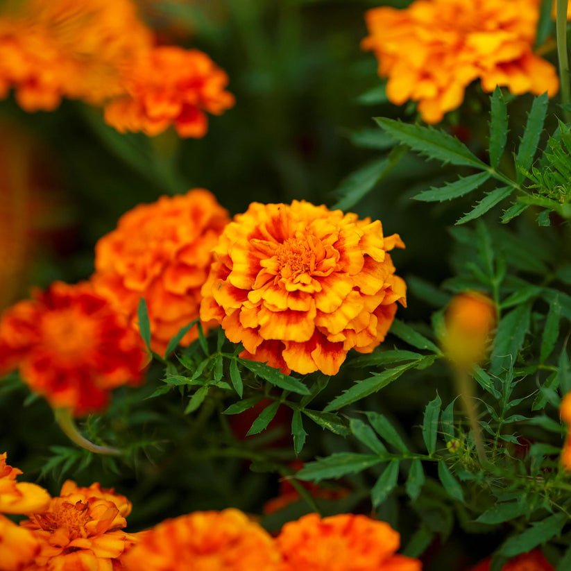 French Marigold 20+ Seeds