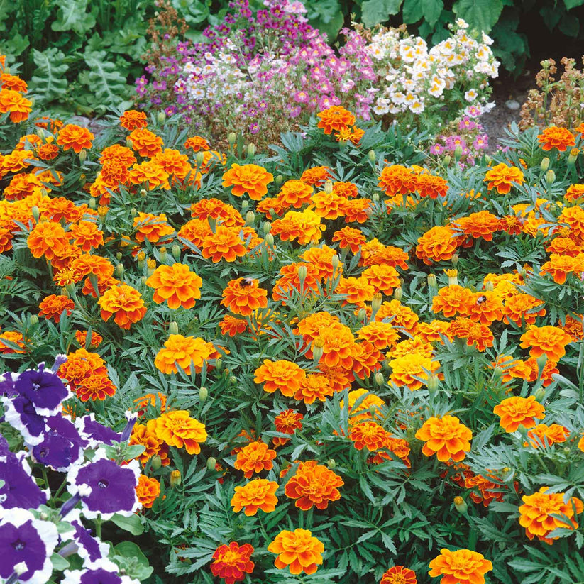 French Marigold 20+ Seeds