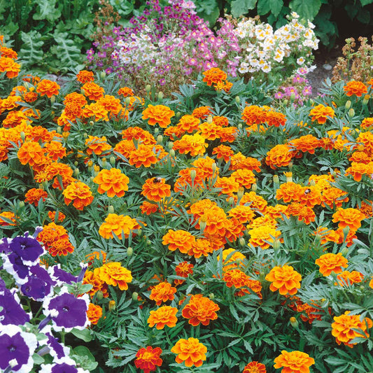 French Marigold 20+ Seeds