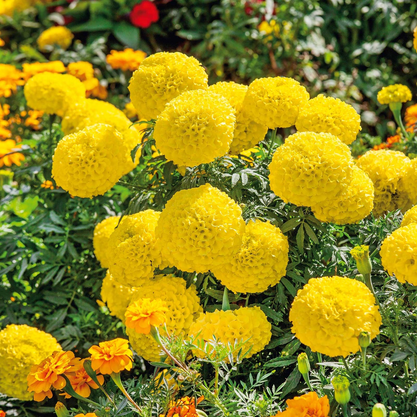 F1 African Marigold Yellow 15 Seeds
