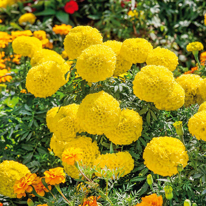 F1 African Marigold Yellow 15 Seeds