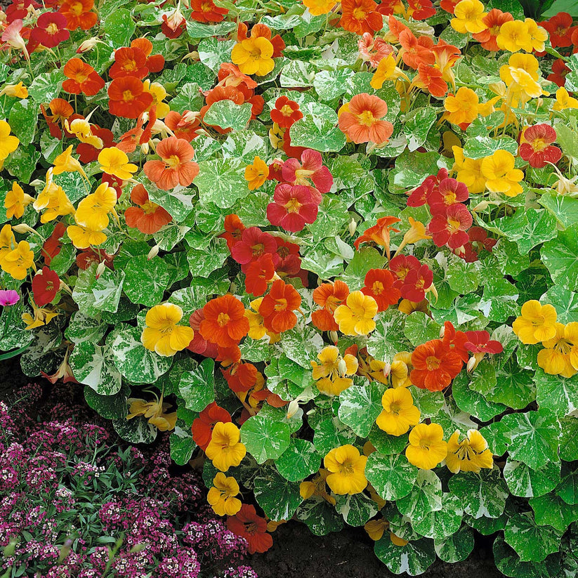 Nasturtium Alaska Mix 10 Seeds