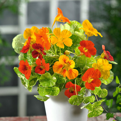 Nasturtium Alaska Mix 10 Seeds
