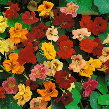 Nasturtium Jewel Mix 10 Seeds