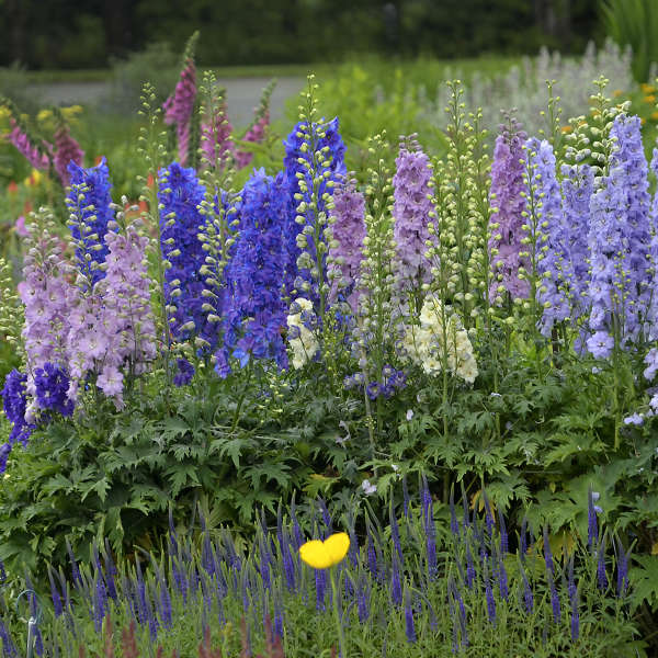 Larkspur 30+ Seeds
