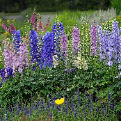 Larkspur 30+ Seeds
