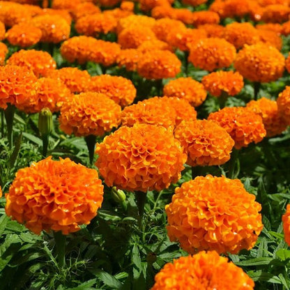 F1 African Marigold Orange 15 Seeds