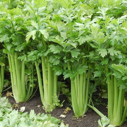 Leaf celery 100++ Seeds