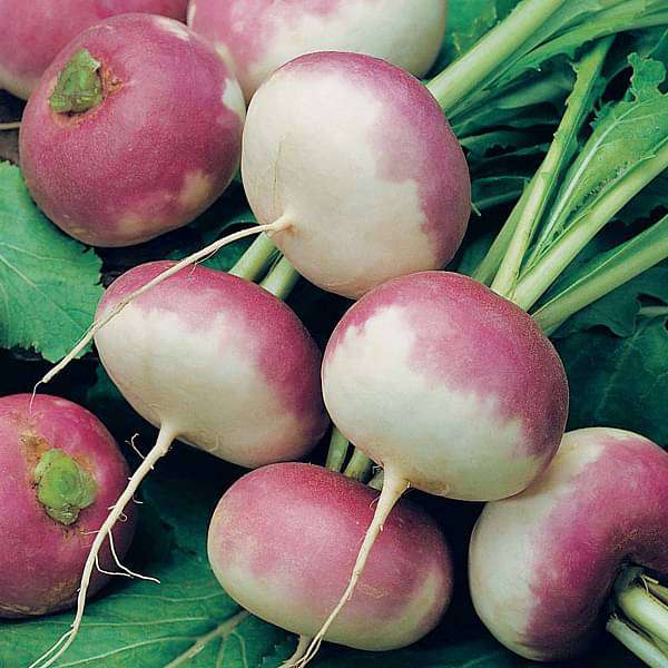 Turnip 500+ Seeds