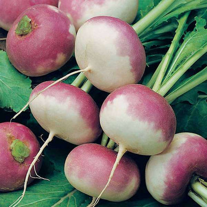 Turnip 500+ Seeds