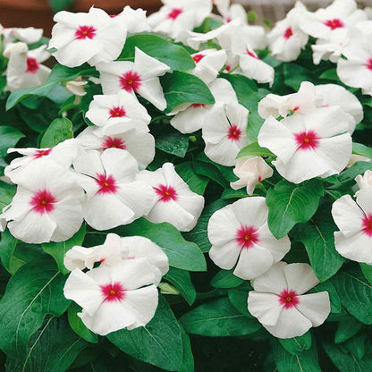 Vinca Polka Dot Dwarf  30+ Seeds