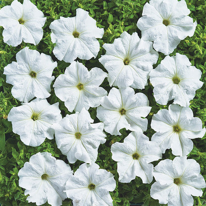 F1 Ptunia Grandiflora White 50+ Seeds