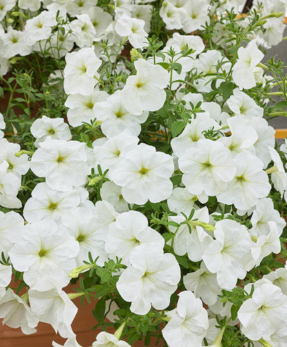 F1 Ptunia Grandiflora White 50+ Seeds