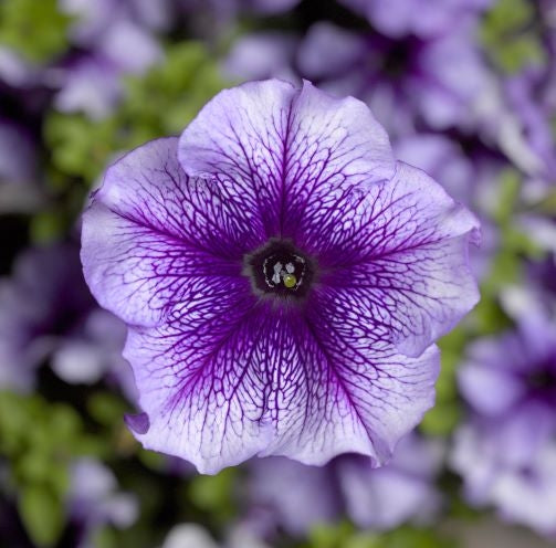 F1 Ptunia Blue Veined 50+ Seeds
