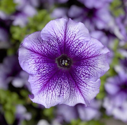 F1 Ptunia Blue Veined 50+ Seeds