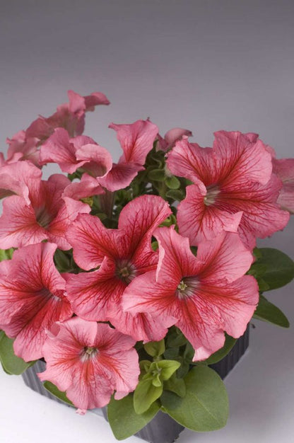 F1 Ptunia Red Veined 50+ Seeds