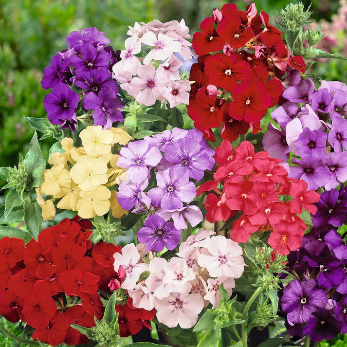 Phlox Mix 30+ Seeds