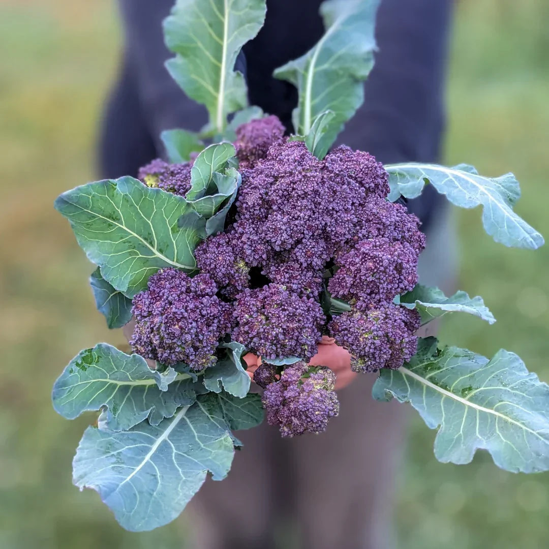 Imported Purple Broccoli 20+ Seeds