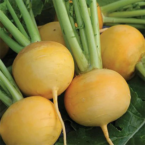 Golden Turnip 200+ Seeds