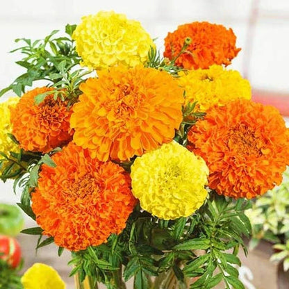 F2 African Marigold Maximax 20+ Seeds