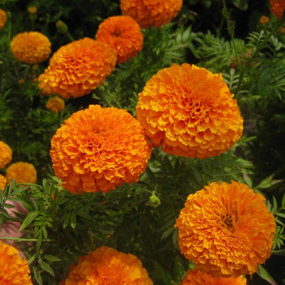 F2 African Marigold Spun Orange 20+ Seeds