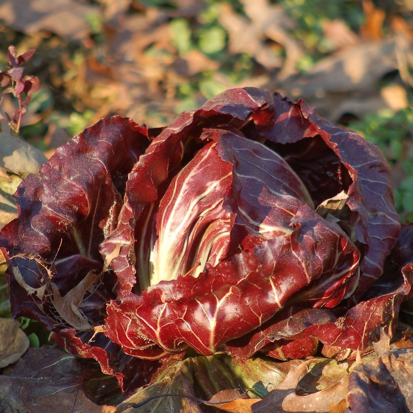 Red Chicory Lettuce 70+ Seeds