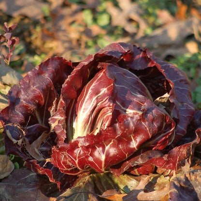 Red Chicory Lettuce 70+ Seeds