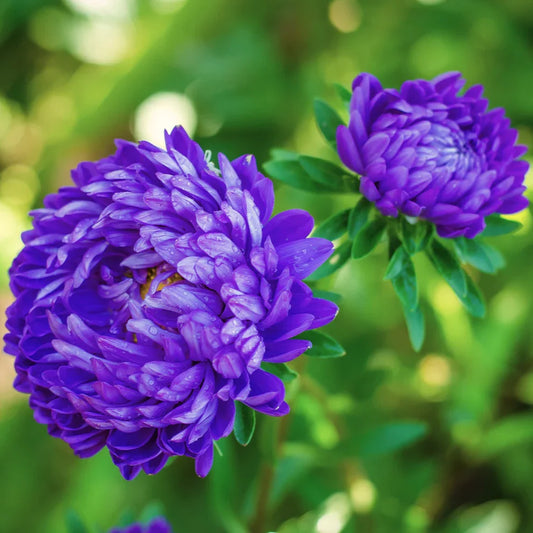 Aster Poeny Blue 30+ Seeds