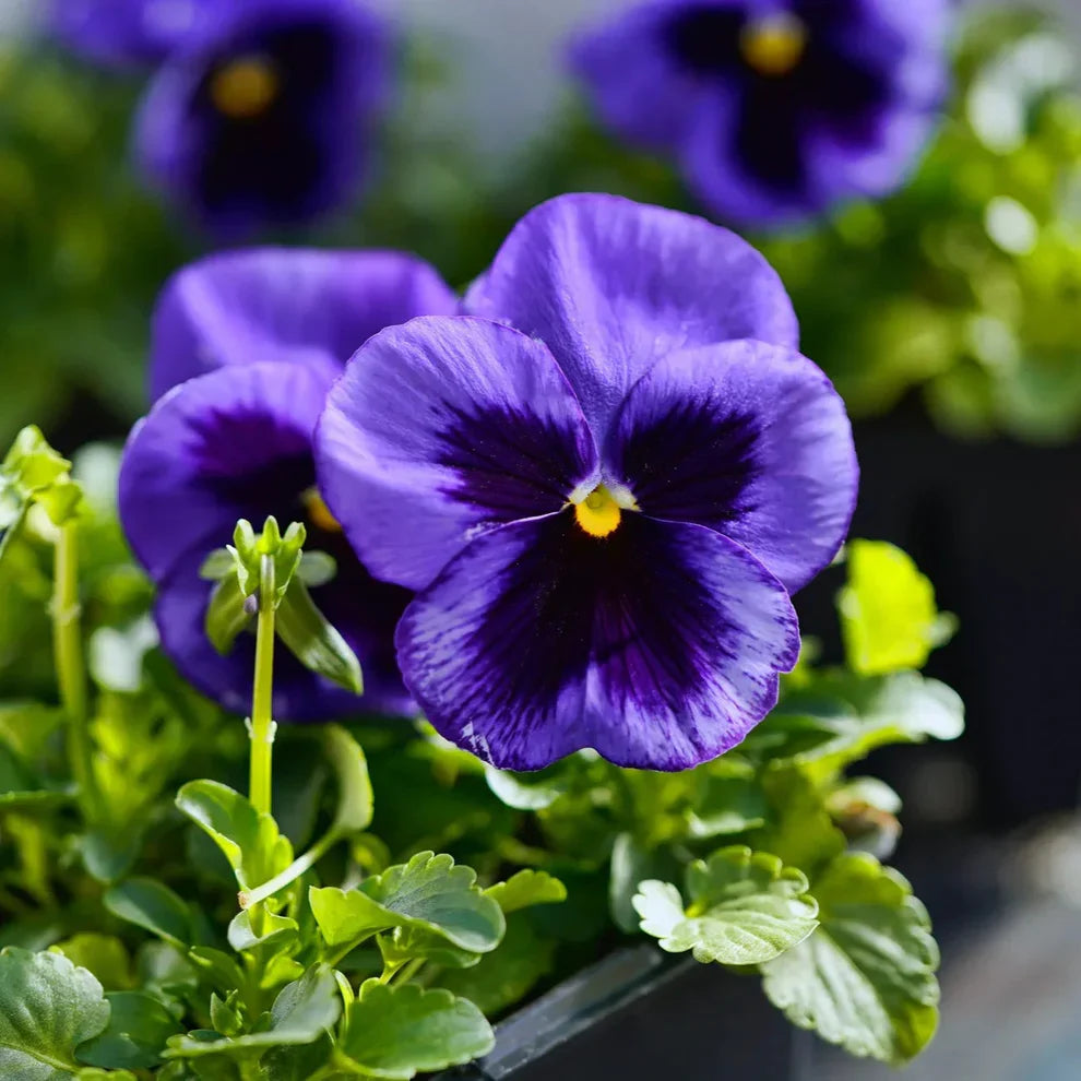 F1 Pensy Blue Blotch 50+ Seeds