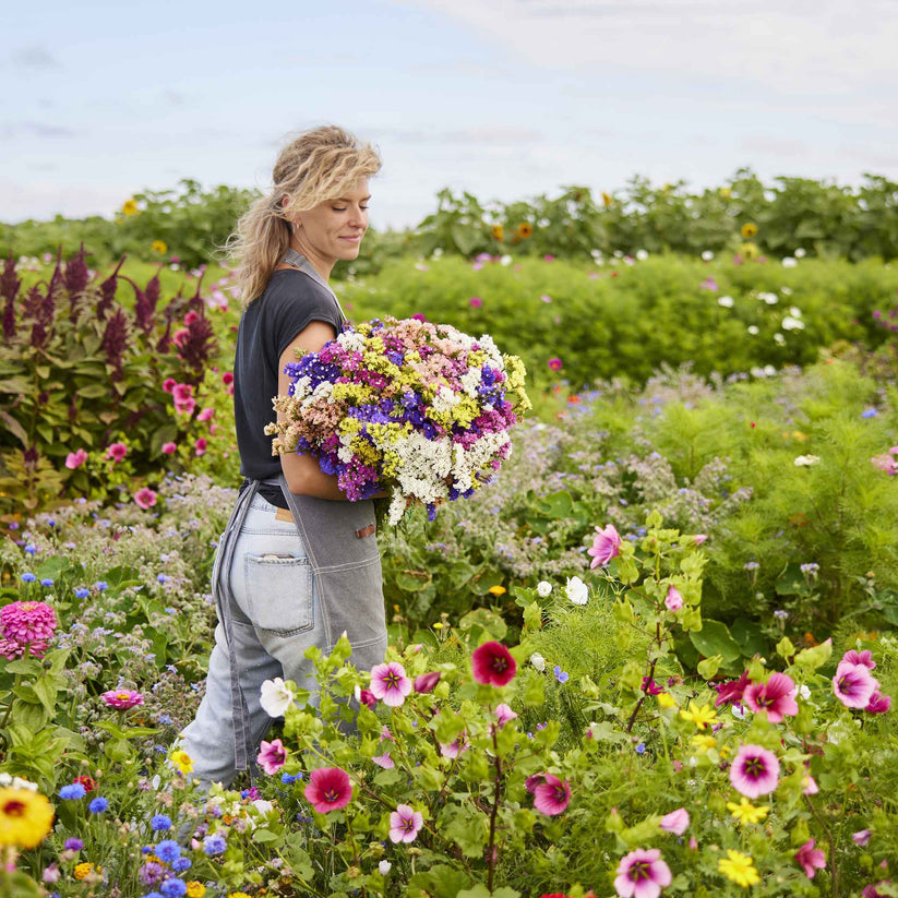 Statice Pacific Mix 30+ Seeds