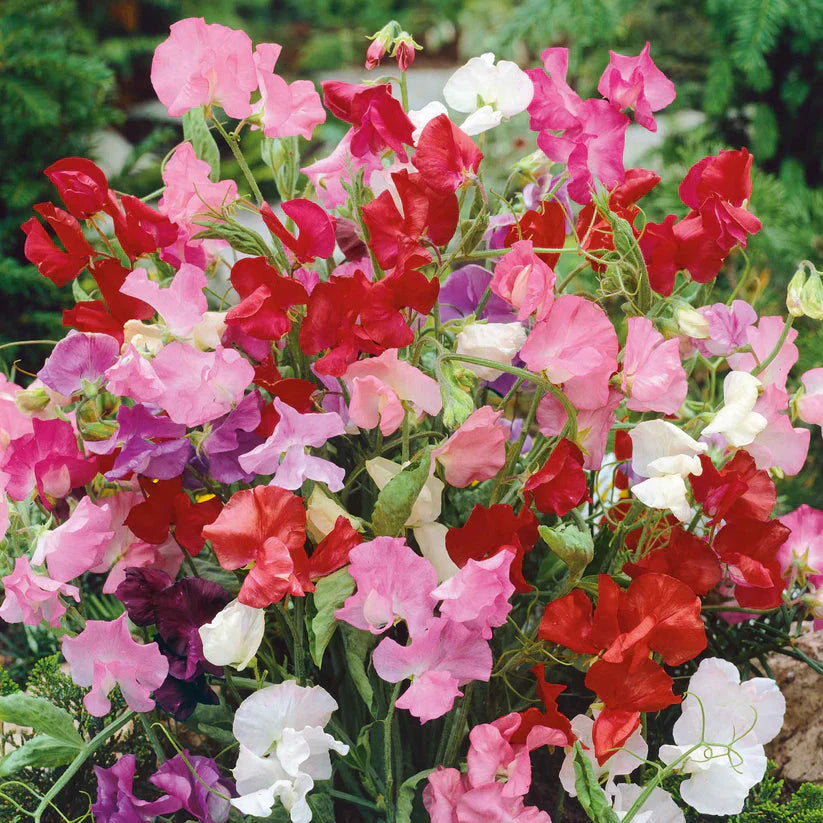 Sweet Peas Bijou 15 Seeds