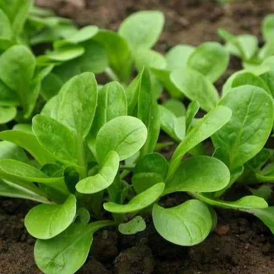Corn Salad 50+ Seeds