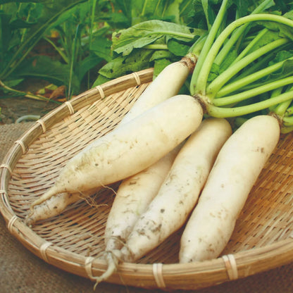 White Radish 100+ Seeds
