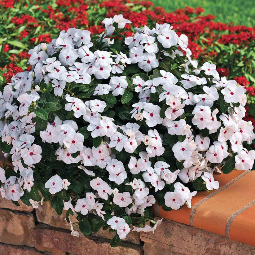Vinca Polka Dot Dwarf  30+ Seeds