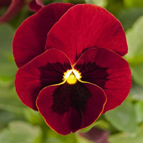 F1 Pensy Red Blotch 50+ Seeds