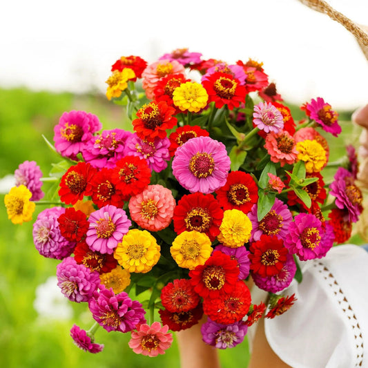 Zinnia Lilliput Mix 20 Seeds