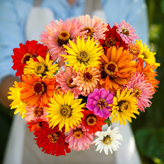Zinnia Super Cactus Mix 20+ Seeds